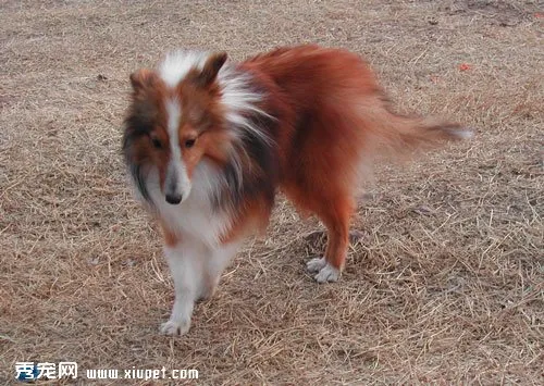 寵物犬喜樂蒂牧羊犬的飼養(yǎng)方式