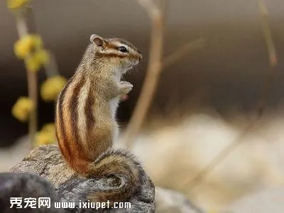 花鼠翻過身來是怎么回事