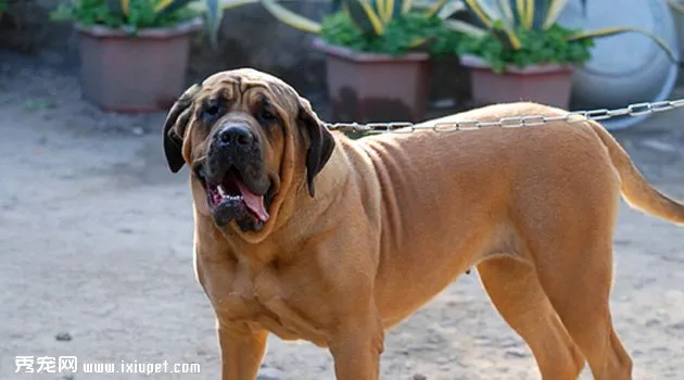 馬士提夫犬圖片欣賞