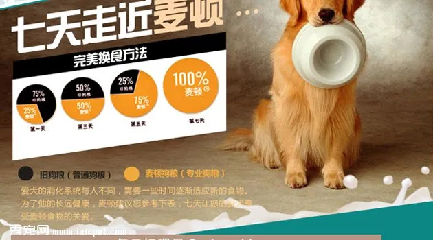 金毛犬的圖片欣賞6