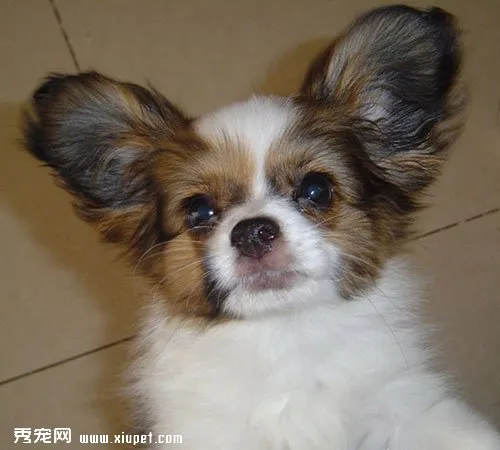 蝴蝶犬好養(yǎng)嗎？蝴蝶犬性格怎么樣？