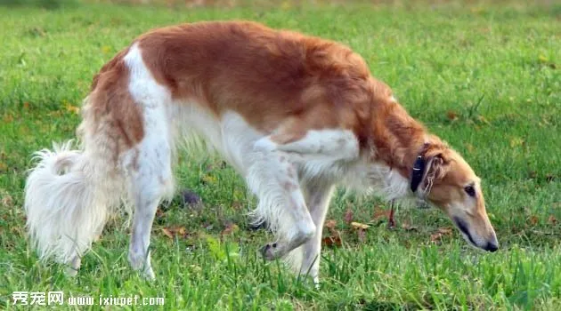 狼犬圖片欣賞3