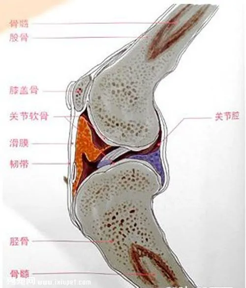 狗狗骨骼系統結構及生長發育