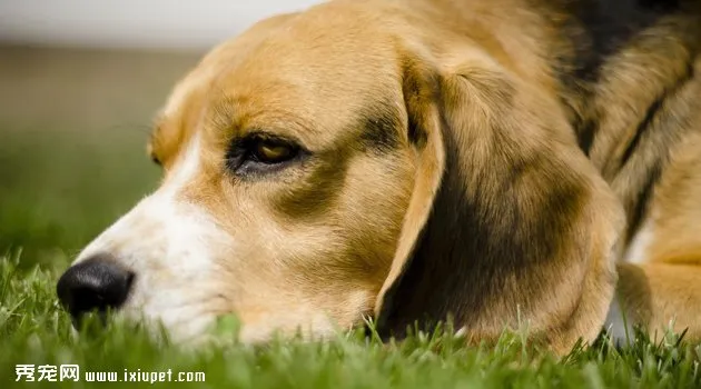 獵兔犬圖片