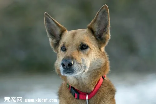 【德國(guó)牧羊犬選購(gòu)】挑選德國(guó)牧羊犬的時(shí)候我們需要注意哪些問(wèn)題？