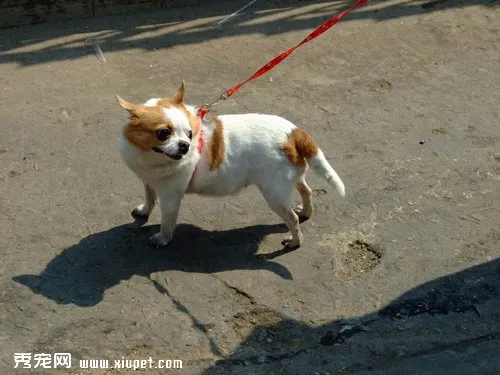 怎樣讓幼犬拒絕陌生人的食物?