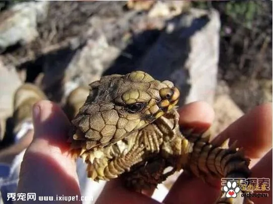 男子發現神秘生物：查明后驚呆了