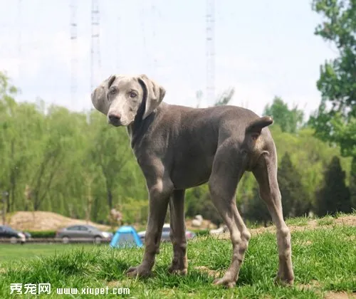 犬瘟熱感染的原因