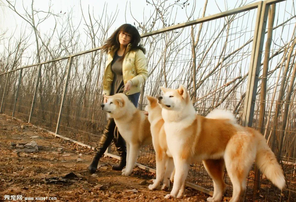 如何護理及飼養秋田犬