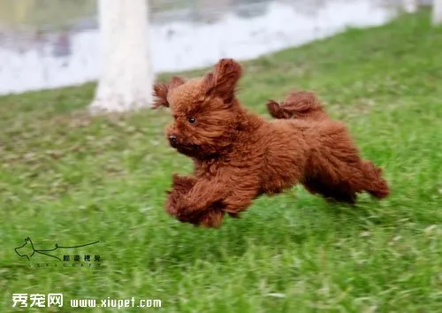 泰迪犬怎么挑選？選購健康泰迪犬的必備三要素