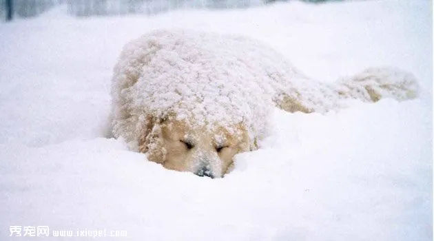 大白熊犬價格