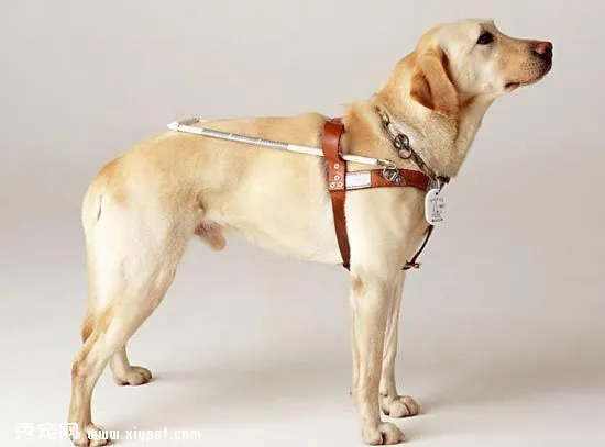 拉布拉多犬的性格優勢及飼養的五大好處