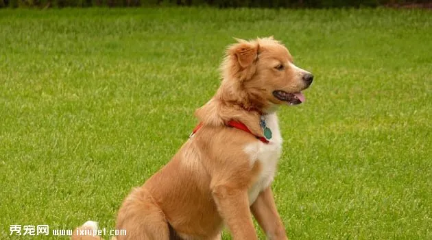 新斯科舍獵鴨尋獵犬智商