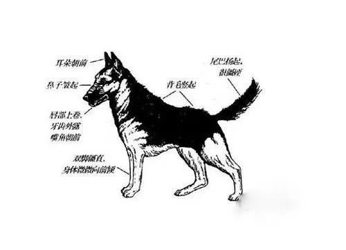 狗狗肢體語(yǔ)言的表達(dá)意思