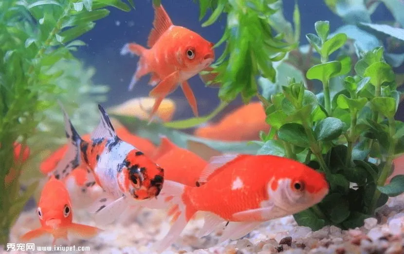 養魚入門：挑選金魚及飼養方法