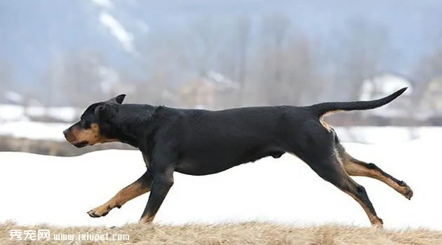 奧地利黑褐獵犬怎么養