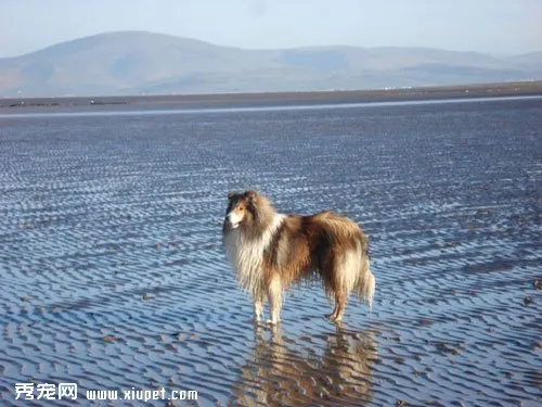 如何改正蘇格蘭牧羊犬的不愿梳理毛發的壞習慣？