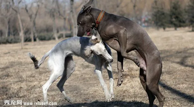 薩路基獵犬的智商