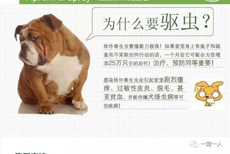 養狗誤區：狗狗如果不出門就可以不用驅蟲