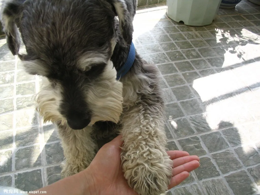 飼養迷你雪納瑞犬時應該注意事項