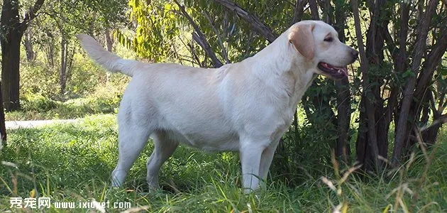 拉布拉多犬尋回犬缺點