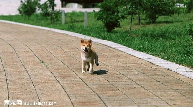 柴犬飼養方法