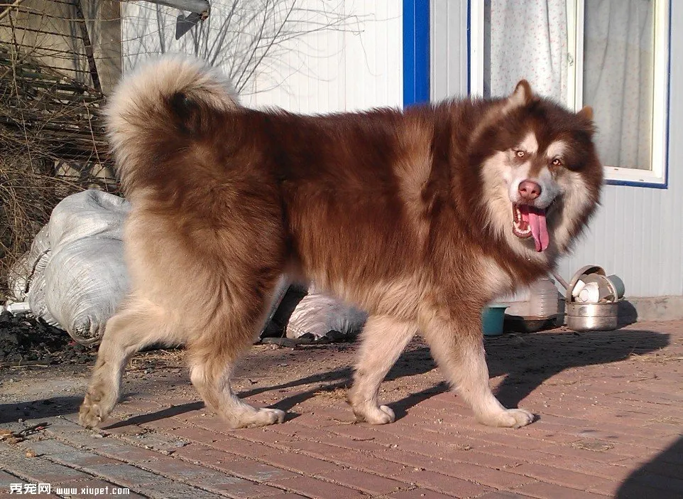 關于阿拉斯加雪橇犬飼養的五大禁忌