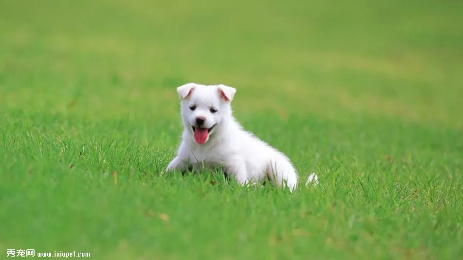 狗狗最常見的十種疾病，要重視！