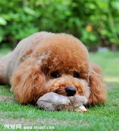 泰迪犬美容_泰迪犬剃胎毛