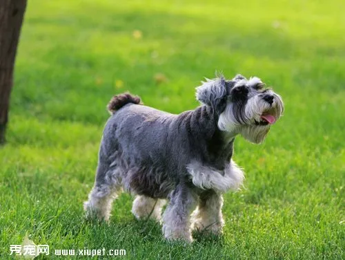 犬瘟熱早期癥狀有哪些