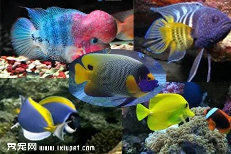 熱帶觀賞魚：新手飼養指南