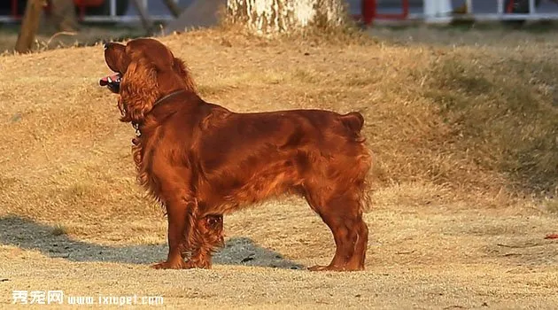 田野小獵犬圖片