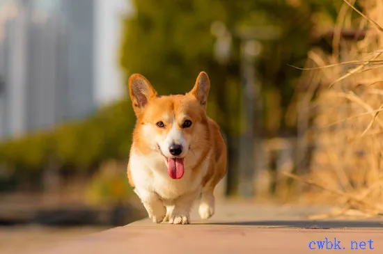 狗狗能吃獼猴桃不