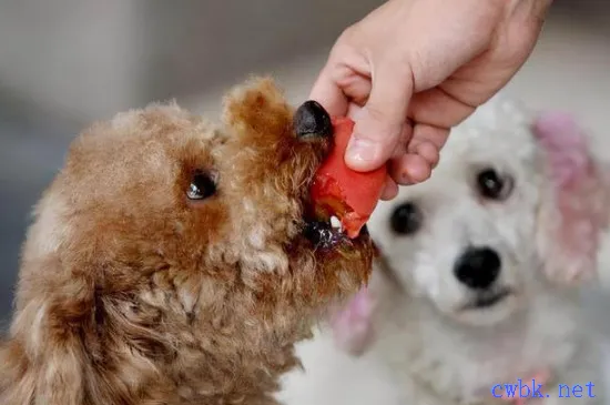 泰迪可以吃紅薯嗎