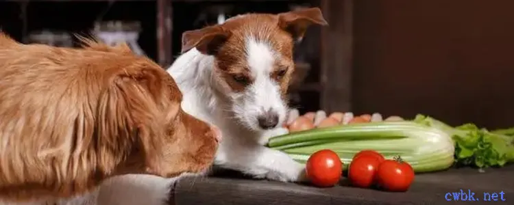 狗能吃柚子肉嗎