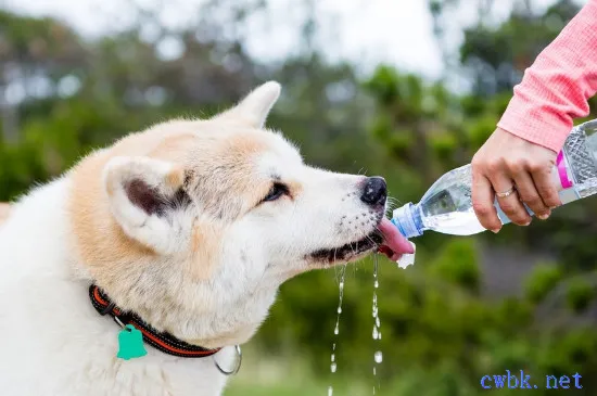 狗狗能吃獼猴桃嗎