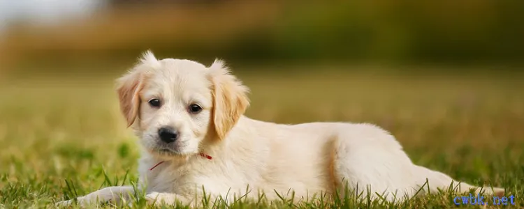 幼犬睡地板會著涼嗎