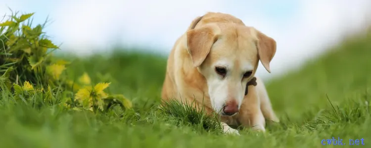 狗狗能吃獼猴桃嗎