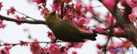 繡眼鳥光小叫為啥不大叫