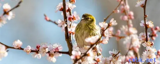 黃雀怎樣分公母