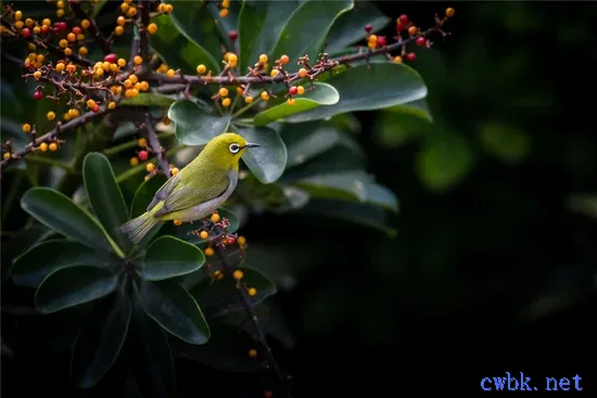 繡眼鳥