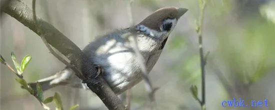 麻雀是害鳥嗎