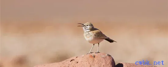 百靈鳥頭窩二窩區別