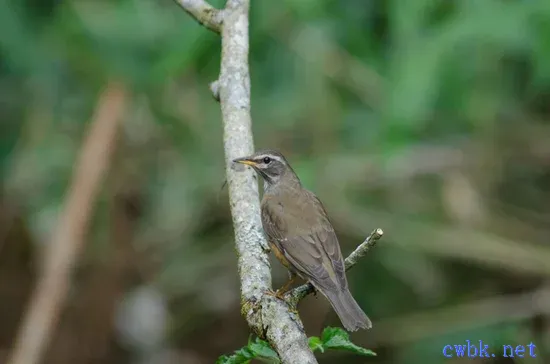 畫眉鳥