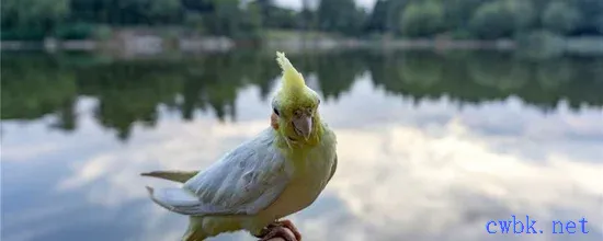 玄鳳幼鳥人工喂養方法