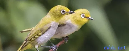 繡眼鳥大叫方法