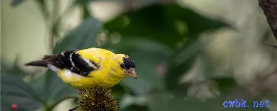 黃雀吃什么飼料最好