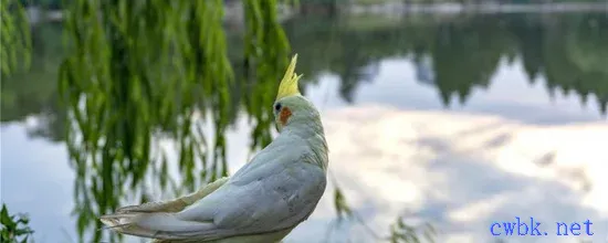 玄鳳鸚鵡冬天可以曬太陽嗎