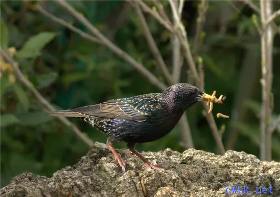 吃食的八哥鳥