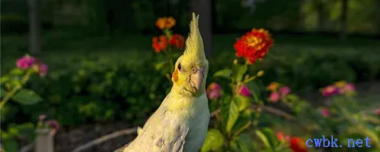 玄鳳鸚鵡不抱窩怎么辦